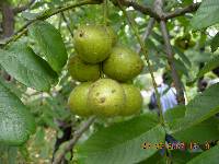 Juglans mandshurica image