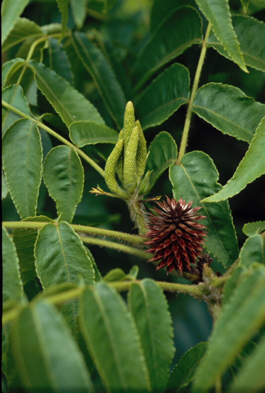 Platycarya strobilacea image