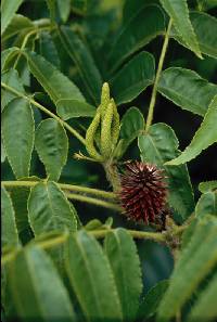 Platycarya strobilacea image