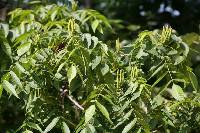 Platycarya strobilacea image