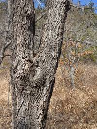 Image of Platycarya strobilacea