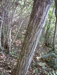 Platycarya strobilacea image