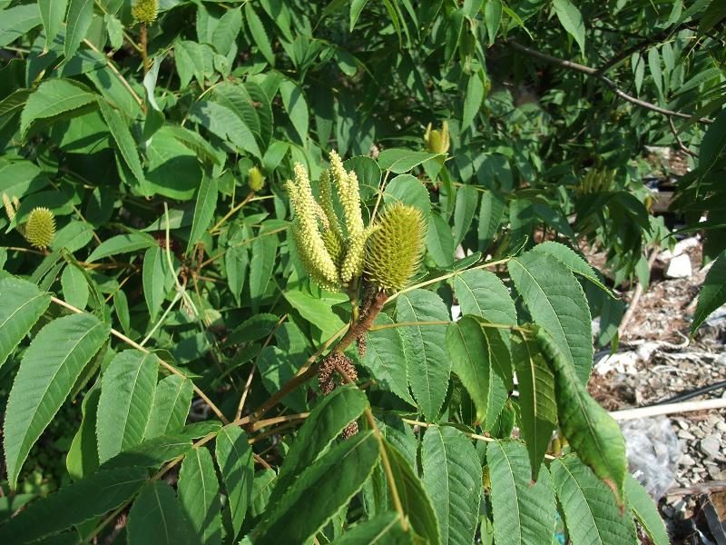 Platycarya strobilacea image