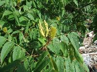 Platycarya strobilacea image