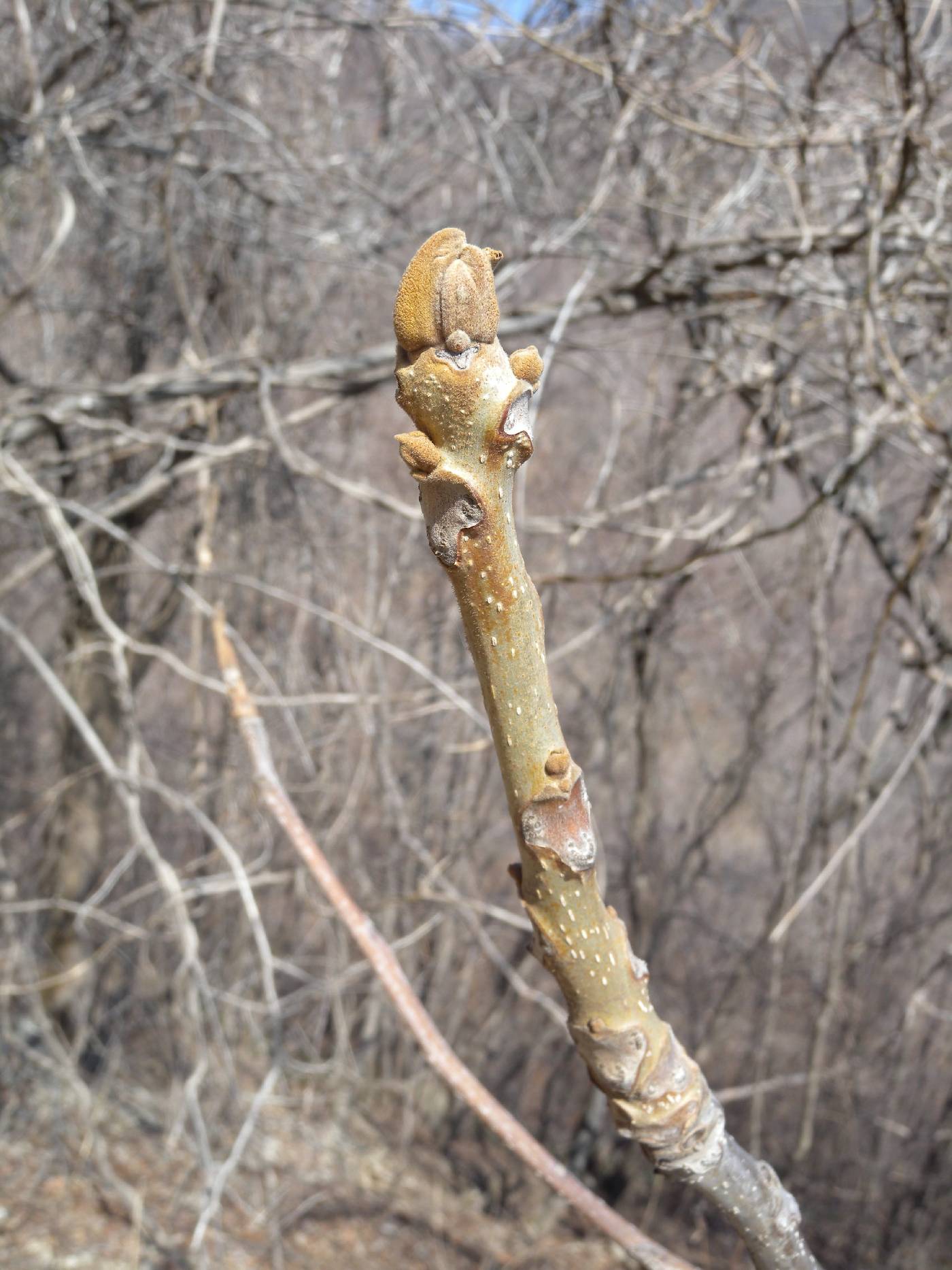 Juglans mandshurica image