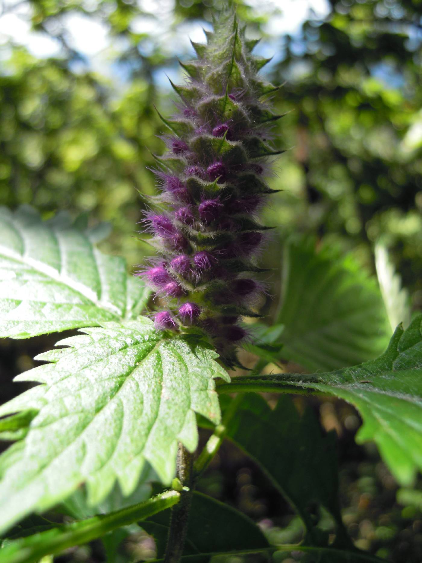 Ajuga spectabilis image