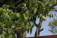 Image of Stauntonia hexaphylla