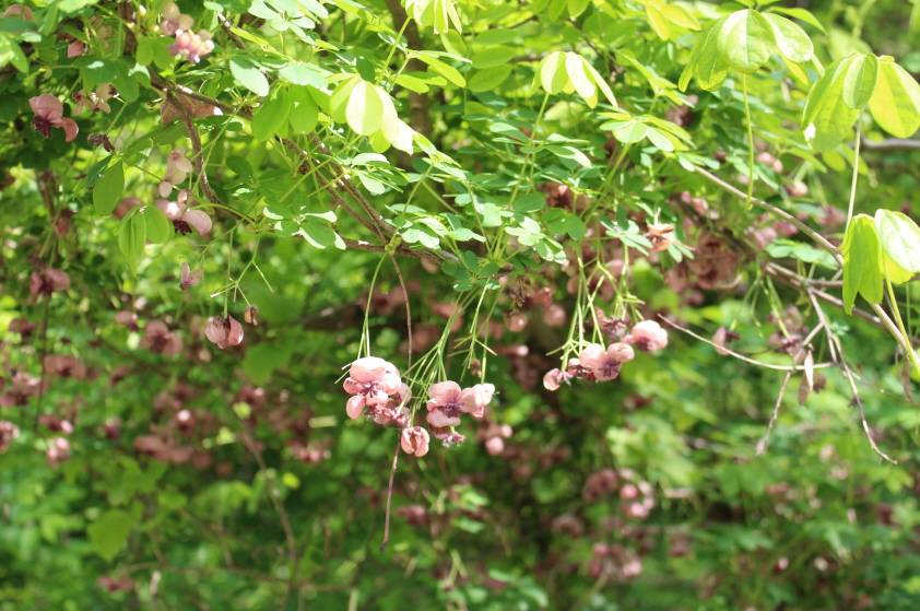 Akebia quinata image