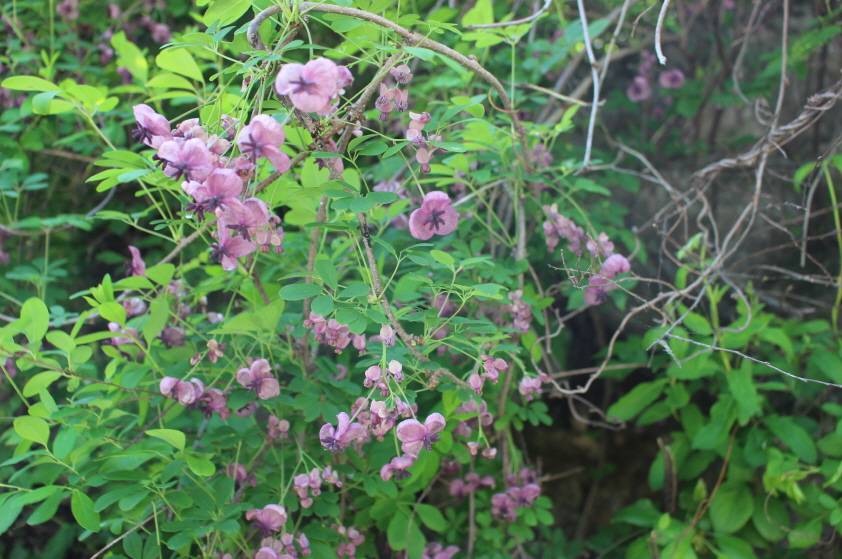 Lardizabalaceae image