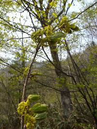 Lindera erythrocarpa image