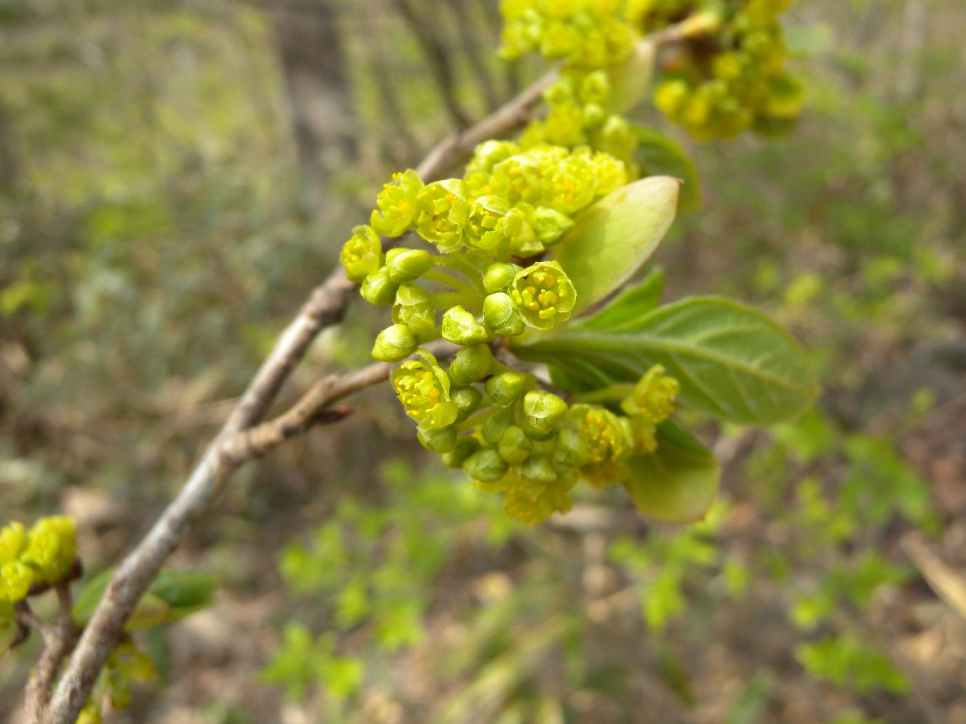 Lindera erythrocarpa image