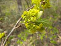 Lindera erythrocarpa image