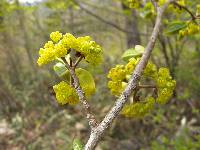 Lindera erythrocarpa image