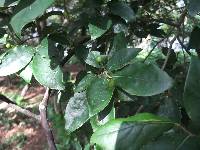 Image of Lindera glauca