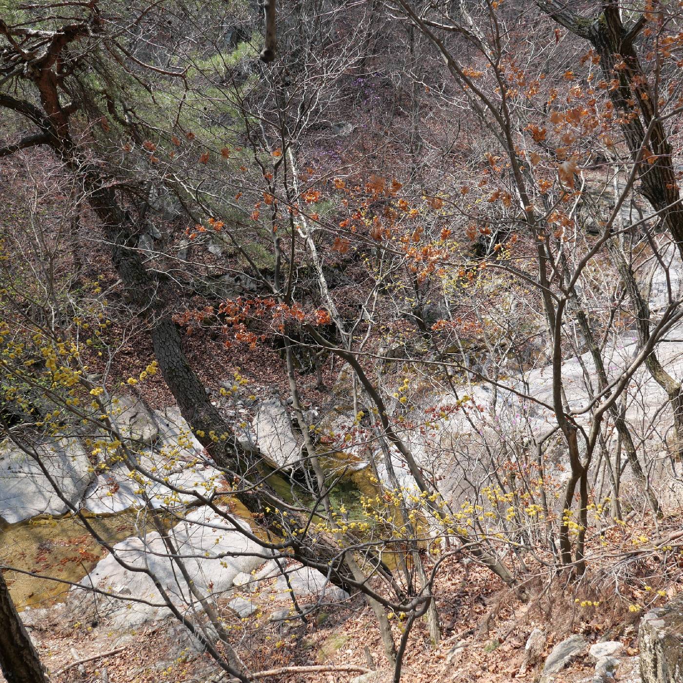 Lindera obtusiloba image