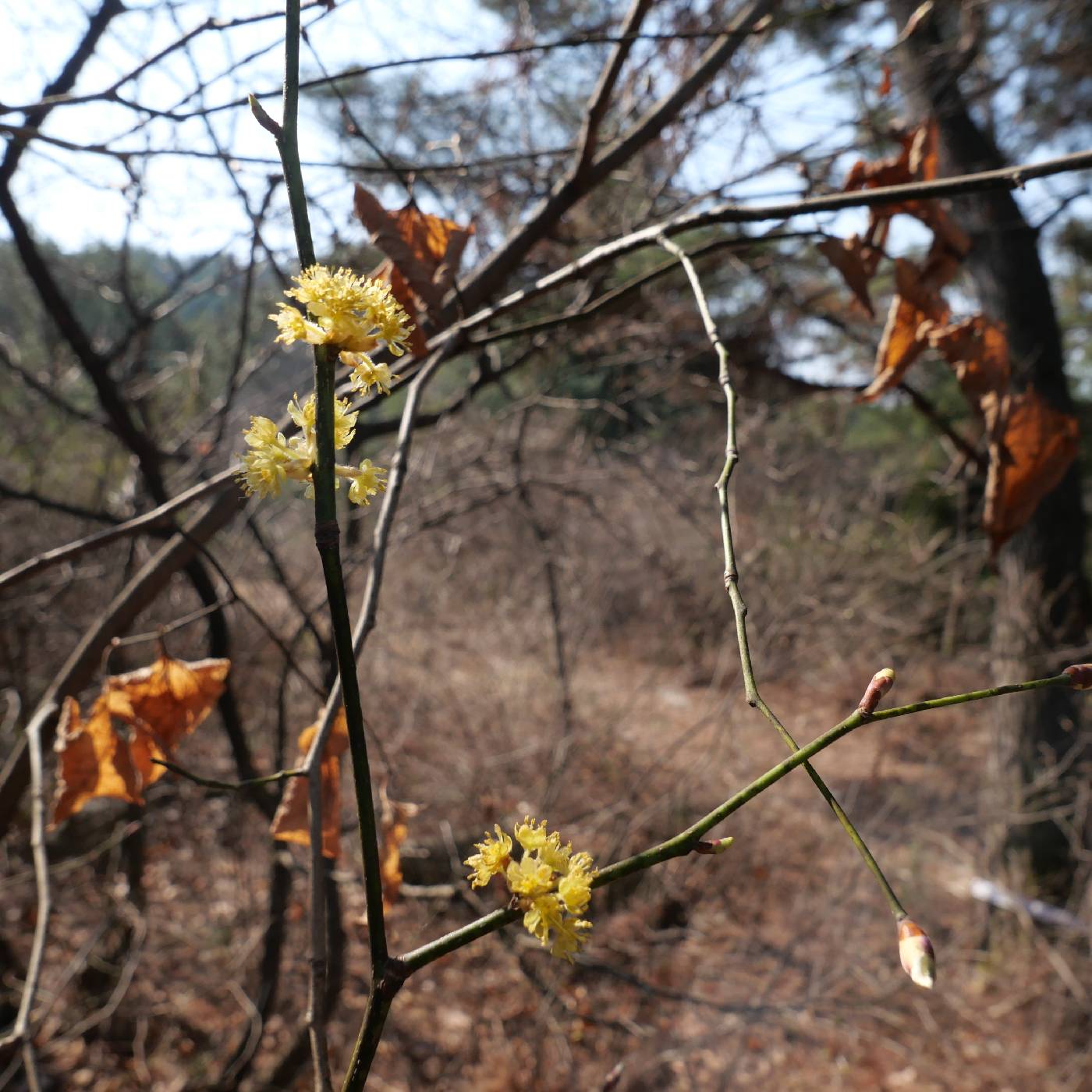 Lindera obtusiloba image