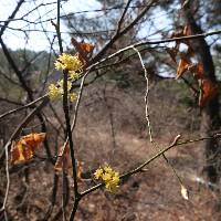 Lindera obtusiloba image