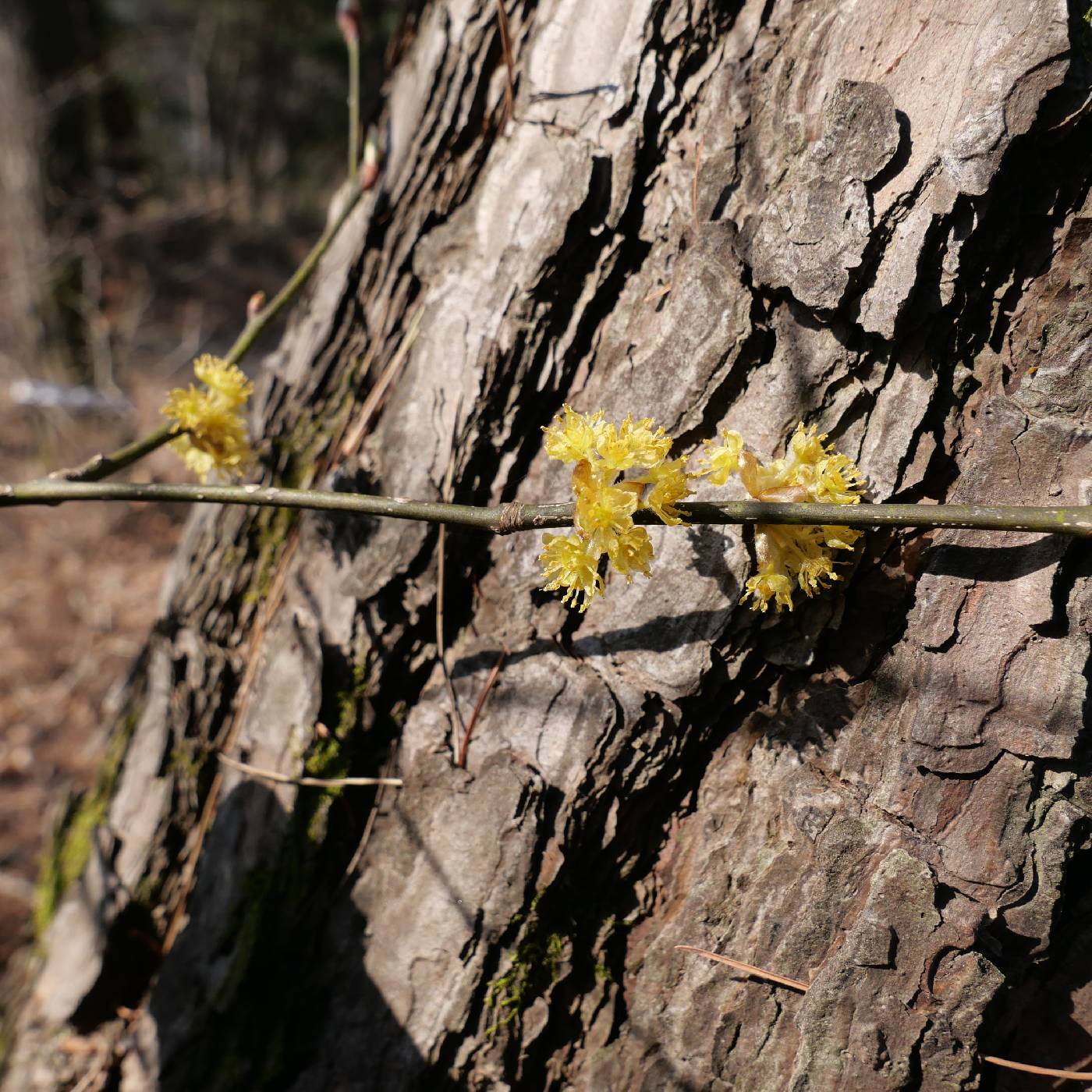 Lindera obtusiloba image