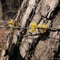 Lindera obtusiloba image
