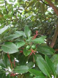 Machilus thunbergii image