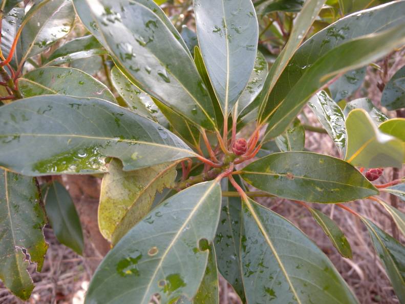 Machilus thunbergii image