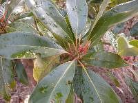 Machilus thunbergii image