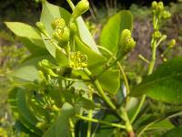 Machilus thunbergii image