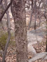 Lindera erythrocarpa image