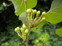 Lindera obtusiloba image