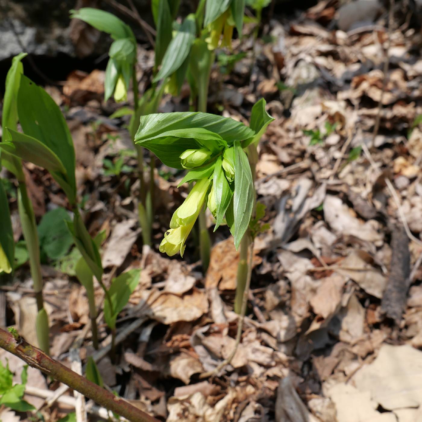 Disporum sessile image