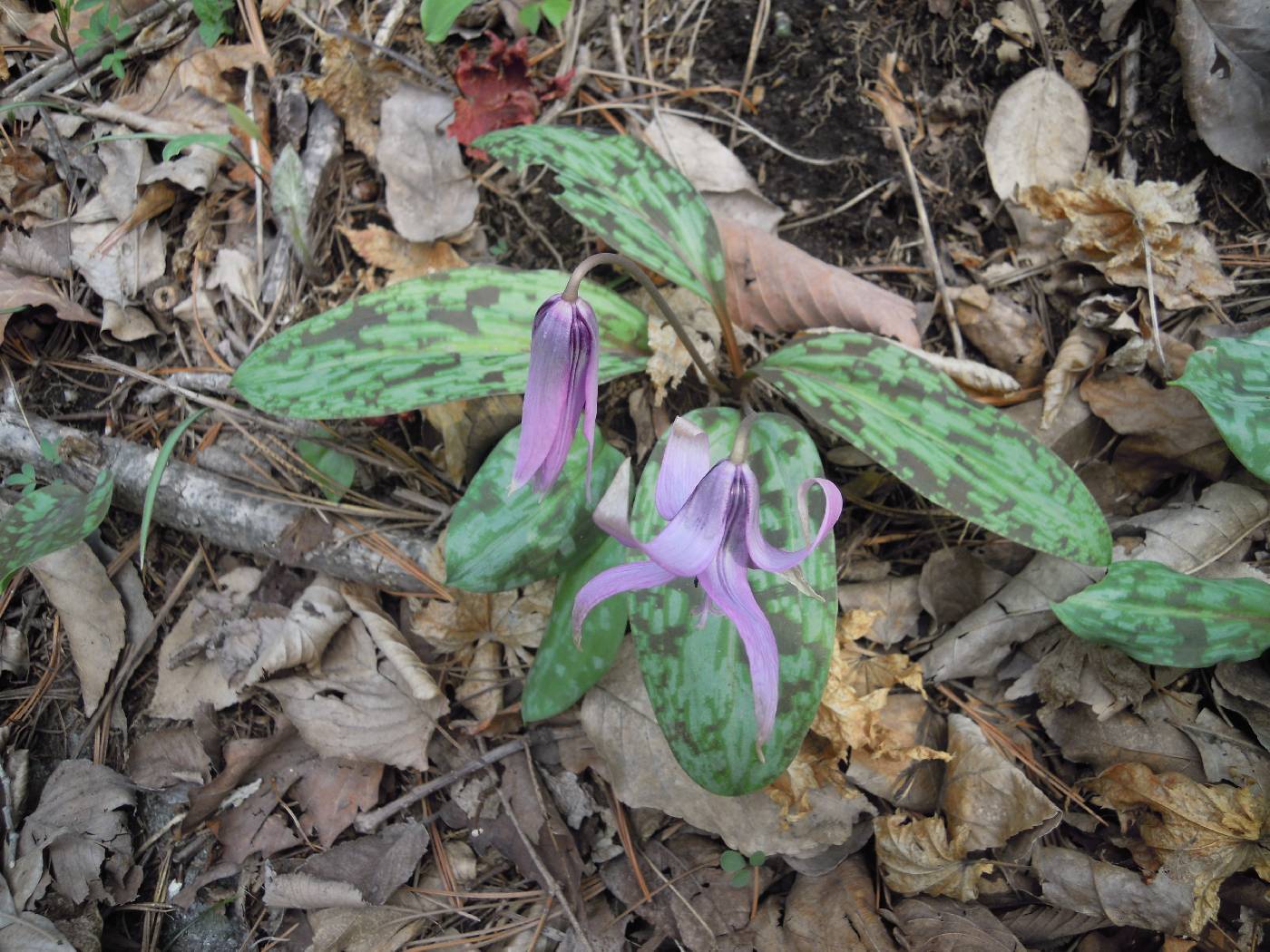 Erythronium japonicum image
