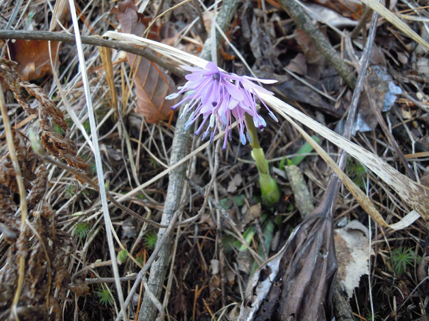 Helonias koreana image