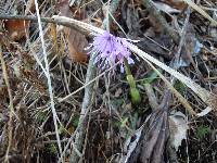 Helonias koreana image