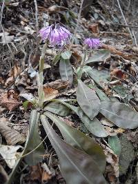 Image of Helonias koreana