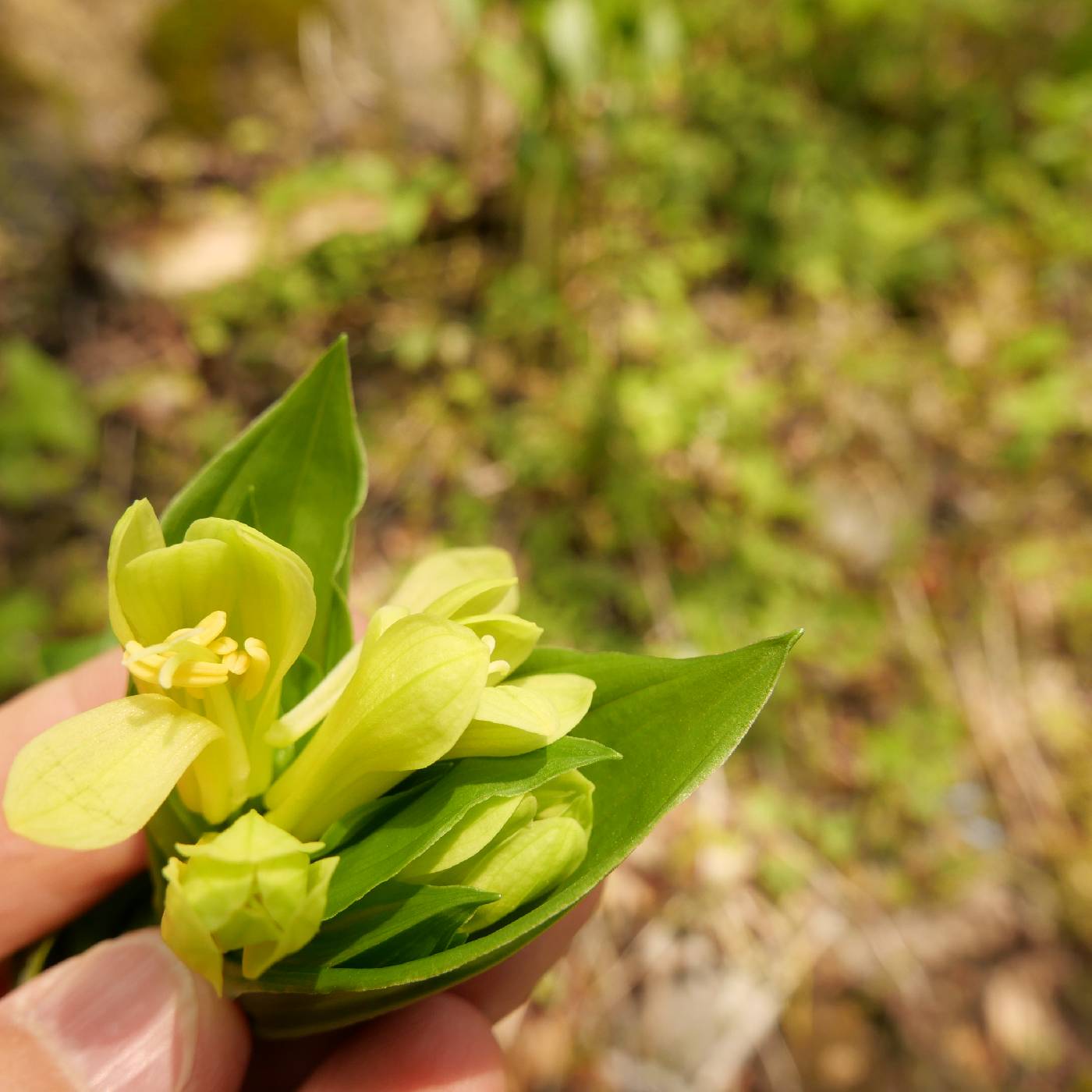 Disporum sessile image