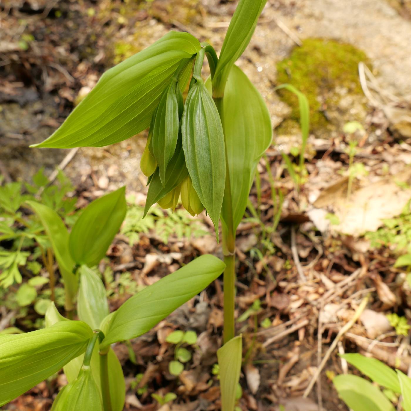 Disporum sessile image