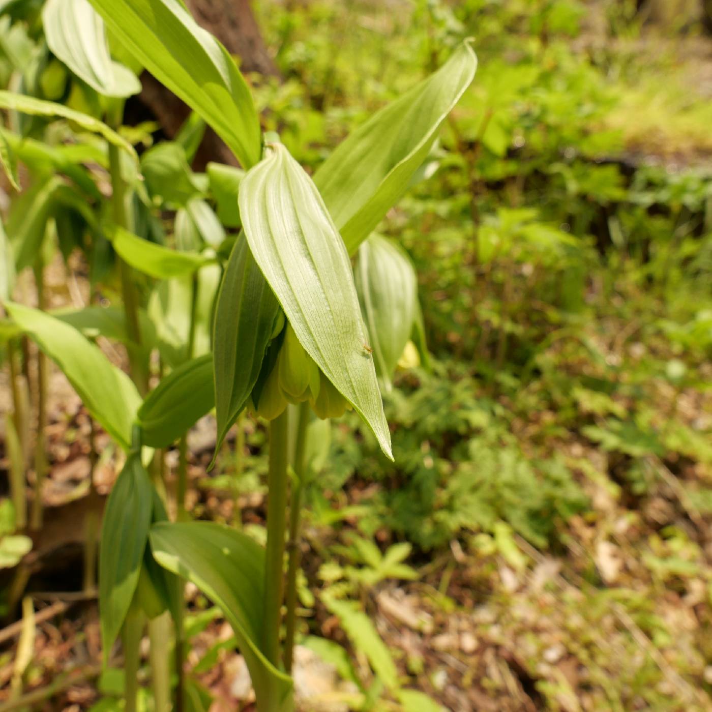Disporum sessile image