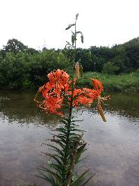 Lilium leichtlinii image