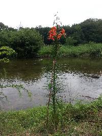Lilium leichtlinii image