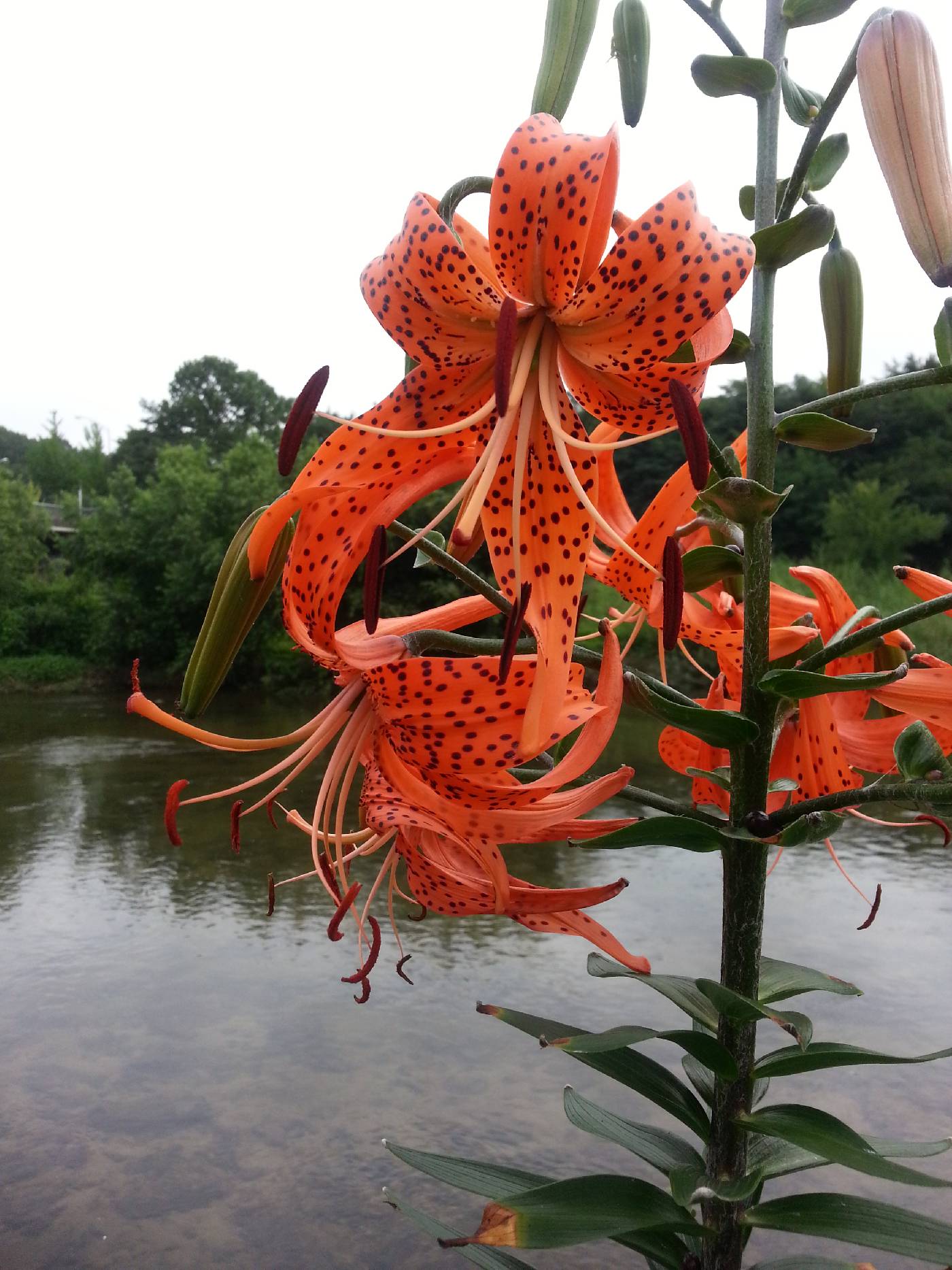 Lilium leichtlinii image