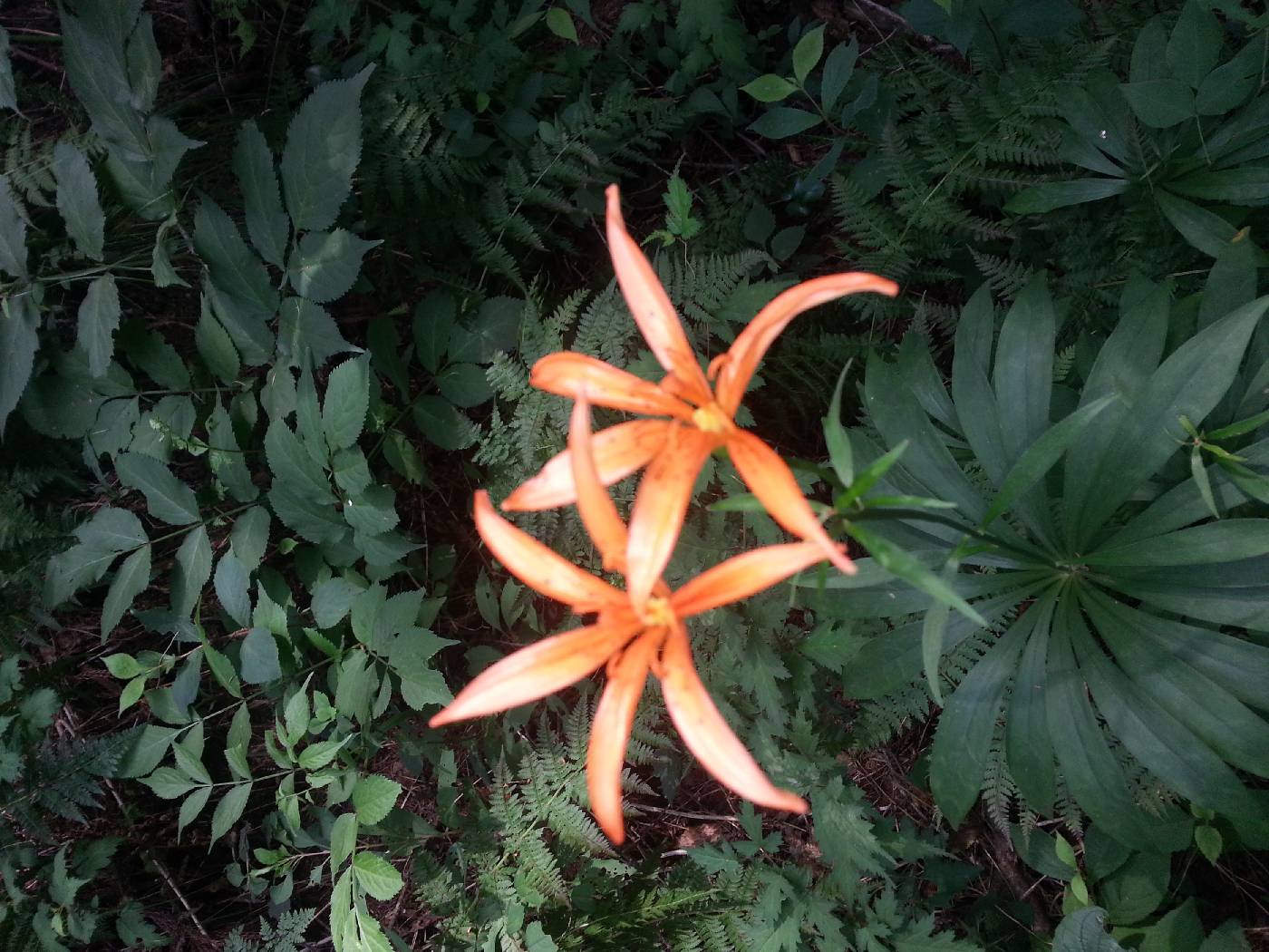 Lilium tsingtauense image