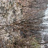 Magnolia sieboldii image