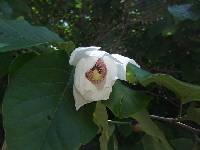 Magnolia sieboldii image