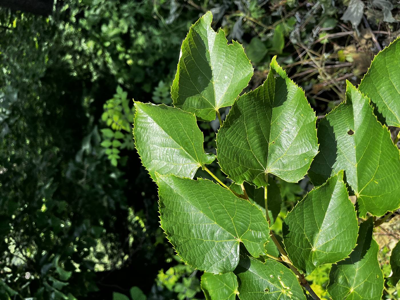 Tilia mandshurica image