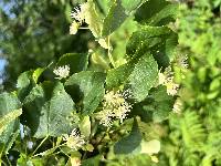 Tilia amurensis image