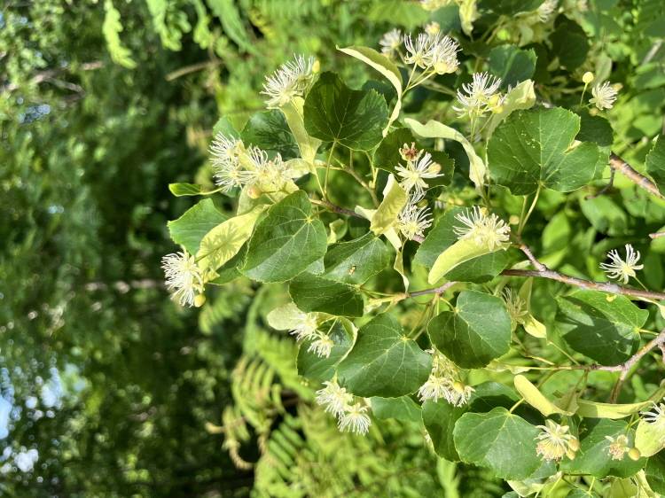 Tilia amurensis image