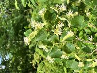 Tilia amurensis image