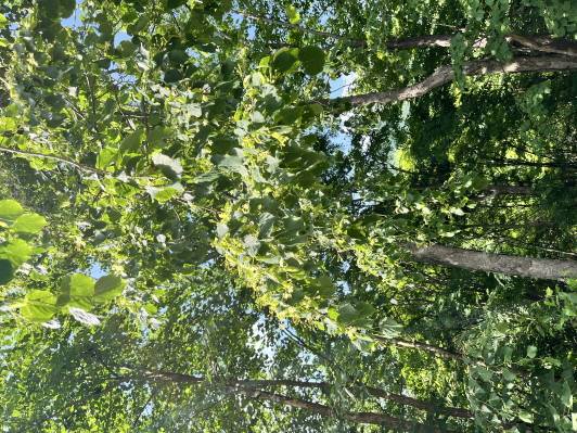 Tilia amurensis image