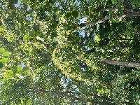 Tilia amurensis image