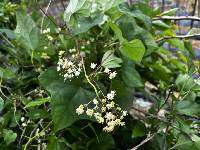 Image of Menispermum dauricum